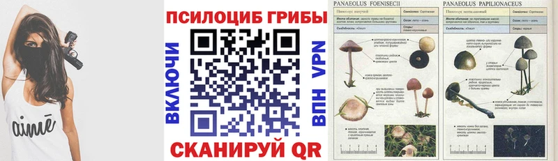 Купить где  Георгиевск  Галлюциногенные грибы Psilocybe 